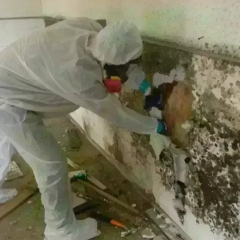 Mold Remediation and Removal in Lower West Side, IL